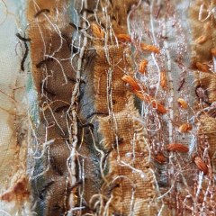 Rust Dyed Art - Gallery